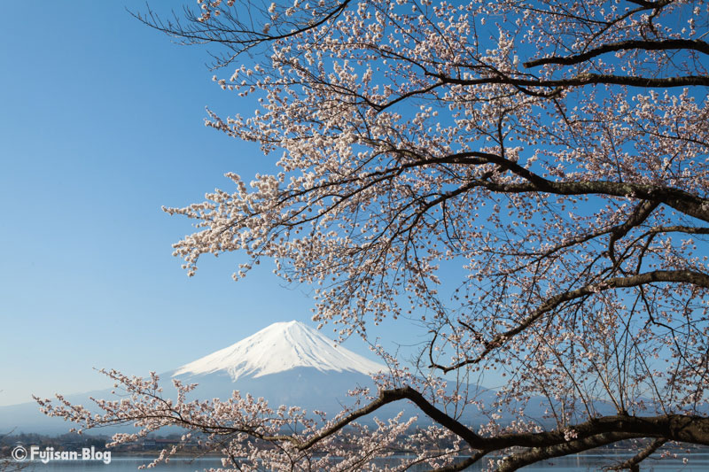 【富士山写真】 長崎公園の桜が見ごろです