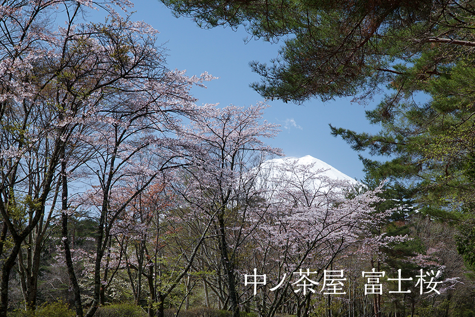 中ノ茶屋 富士桜